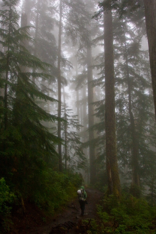 Hiker And Trees In Mist